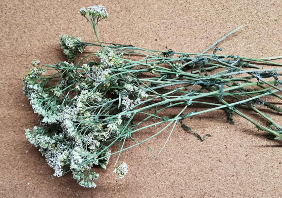Тысячелистник обыкновенный (Achillea millefolium)