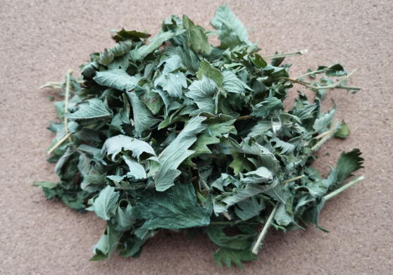 Репешок обыкновенный (Agrimonia eupatoria)