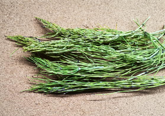 Хвощ полевой (Equisetum arvense)