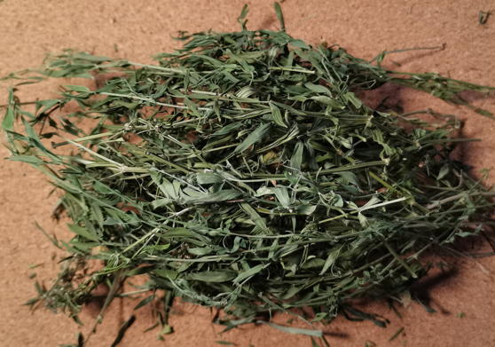 Подмаренник северный (Galium boreale)