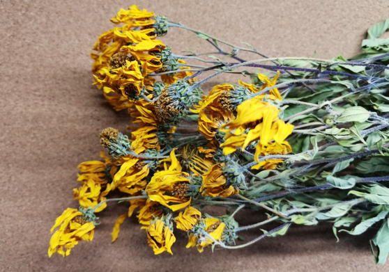 Топинамбур (Helianthus tuberosus)