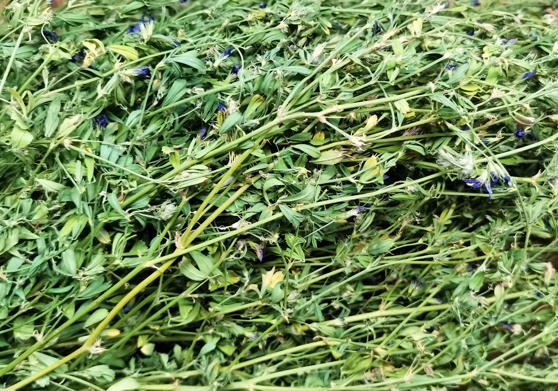 Люцерна посевная (Medicago sativa)