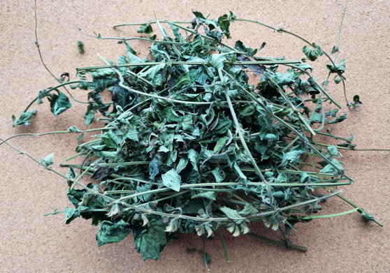 Мелисса лекарственная (Melissa officinalis)