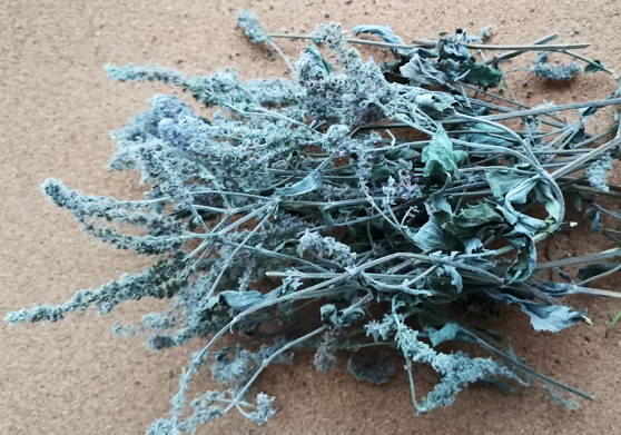 Мята колосистая (Mentha spicata)