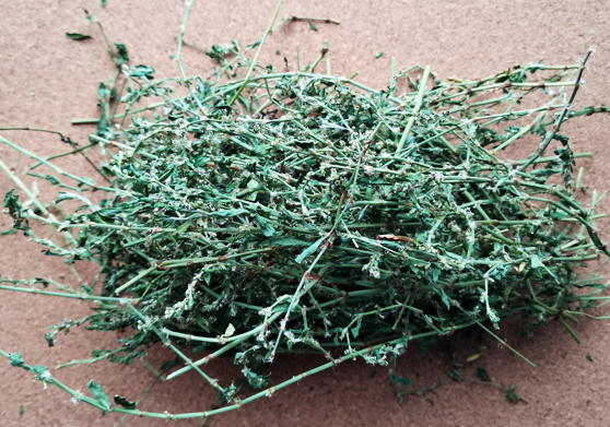 Горец птичий (Polygonum aviculare)