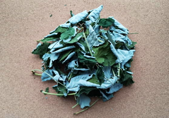 Малина обыкновенная (Rubus idaeus)
