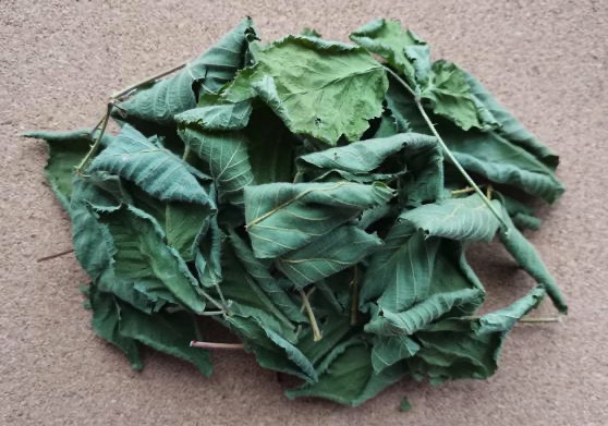 Ежевика складчатая (Rubus plicatus)