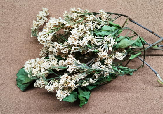 Сирень обыкновенная (Syringa vulgaris)