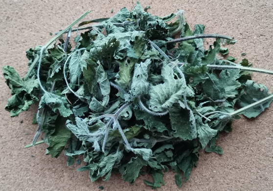 Крапива двудомная (Urtica dioica)