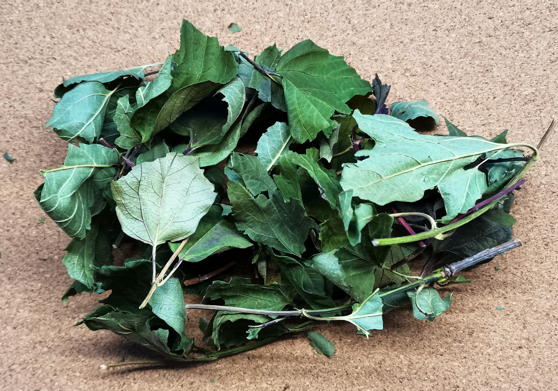 Калина обыкновенная (Viburnum opulus)