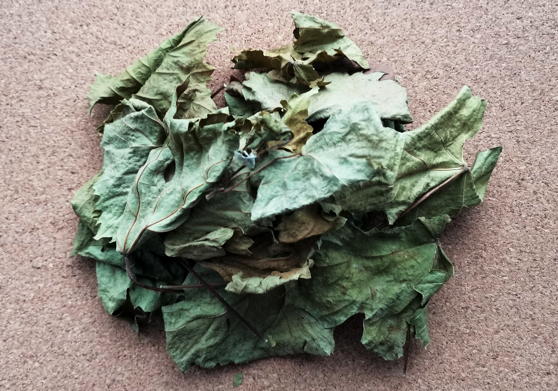 Виноград культурный (Vitis vinifera)